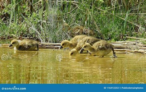 Animais Selvagens Fauna Ecossistema Reserva Natural Imagem Imagem