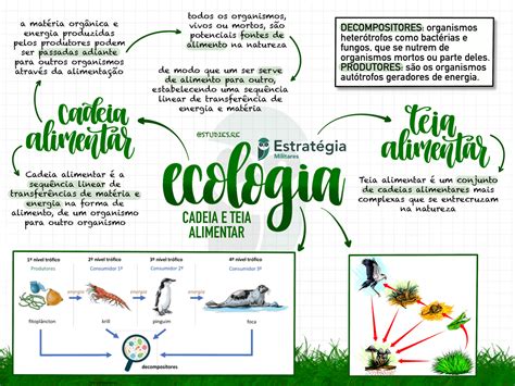 Qual é A Diferença Entre Cadeia Alimentar E Teia Alimentar