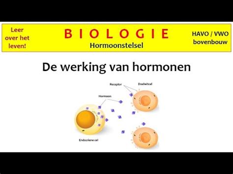 Biologie Hormoonstelsel De Werking Van Hormonen Youtube