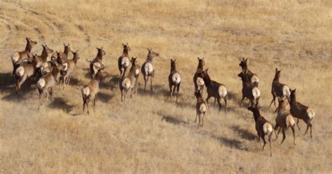 Northern California Donkey Joins Elk Herd in Unlikely Friendship ...