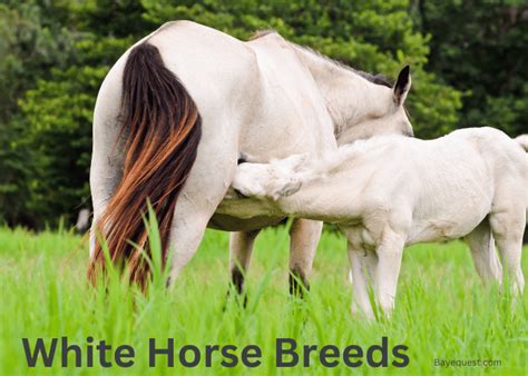 20 White Horse Breeds With Pictures