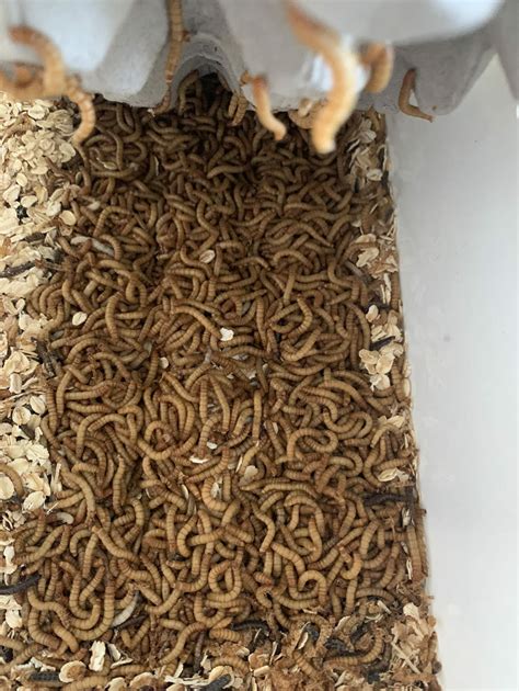 Breeding Mealworms - Backyard chicken keeping supplies, tips & tricks