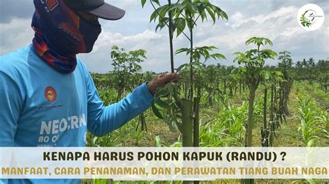 Kenapa Harus Pohon Randu Kapuk Sebagai Tiang Buah Naga Manfaat Dan