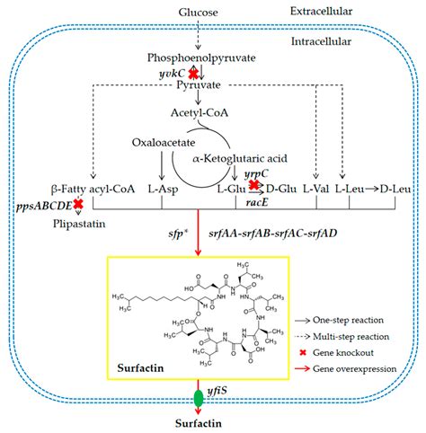 improving surfactin production  bacillus subtilis   metabolic