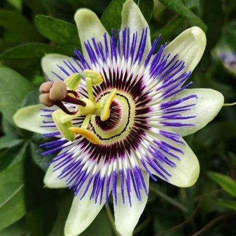 Egrow 50pcs Pack Passion Flower Seeds Garden Rare Passiflora Incarnata Fruit Plants Seeds