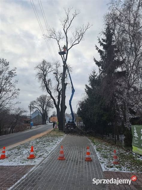 Wycinanie Przycinanie Drzew Z Podno Nika Koszowego Gniezno