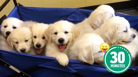 30 Minutes Of The Worlds Cutest Puppies 🐶💕