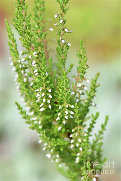 Lucky White Heather Calluna Vulgaris Photograph By Yvonne Johnstone