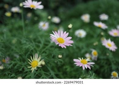 Colourful Marguerite Daisy Argyranthemum Frutescens Stock Photo