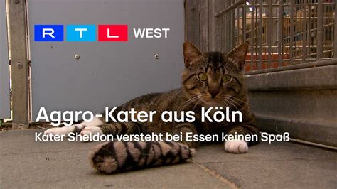 Aggro Kater Aus K Ln Kater Sheldon Versteht Bei Essen Keinen Spa