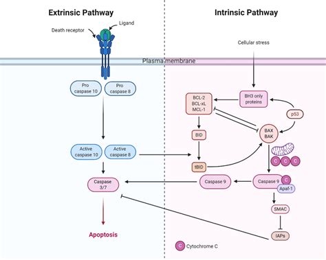 Schematic Representation Of The Extrinsic And Intrinsic Apoptosis