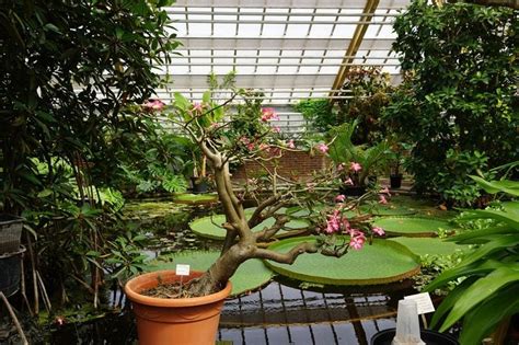 10 Most Popular Indoor Water Garden Plants for Your Indoor Pond