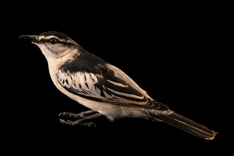 Bir077 00092 Joel Sartore