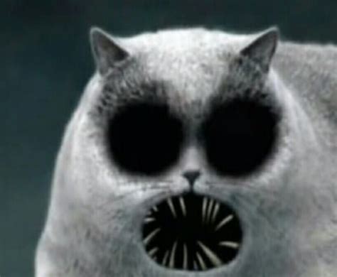 *claps microscopically* - Funny | Creepy cat, Scary cat, Scary images