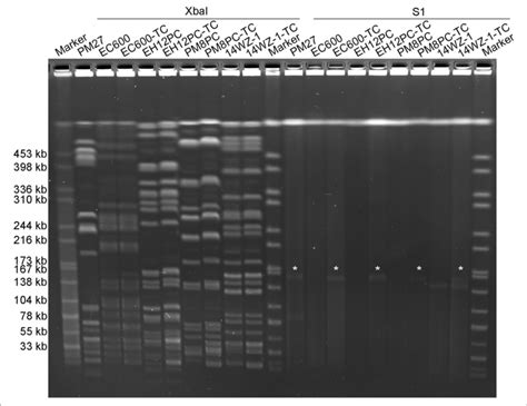 Xbai Pfge And S Pfge Analyses Of The K Pneumoniae Strain Pm And