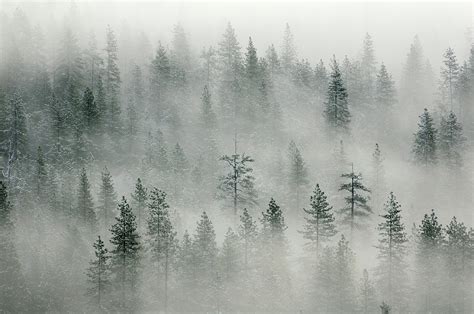 Landscape With Misty Forest In Yosemity Photograph By Rezus Pixels