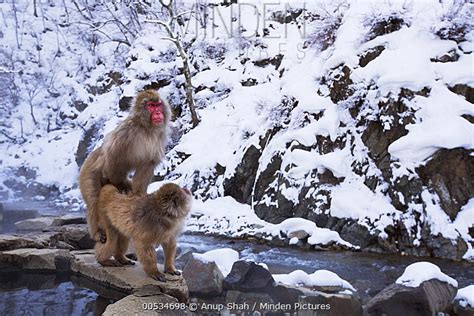 Japanese Macaque stock photo - Minden Pictures