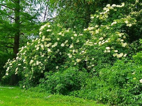 Best Elderberry Varieties For Homegrown Food And Medicine