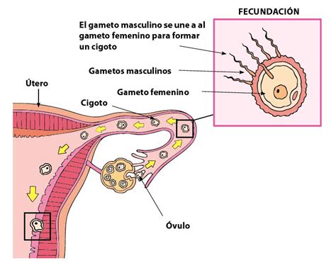 La Fecundaci N Y El Embarazo Escolar Abc Color