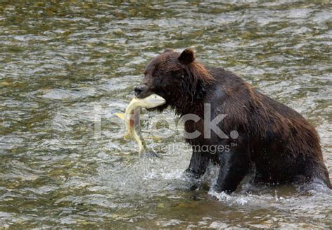 Grizzly Bear Fishing, Hyder, Alaska Stock Photo | Royalty-Free | FreeImages