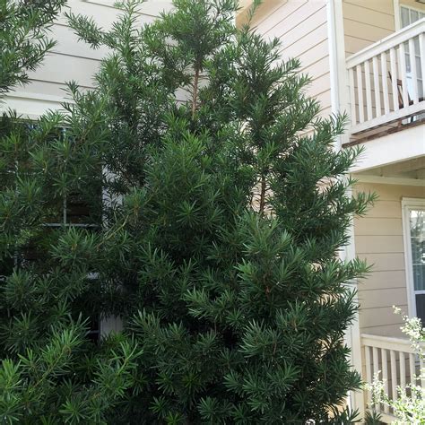 Japanese Yew | AustinTexas.gov