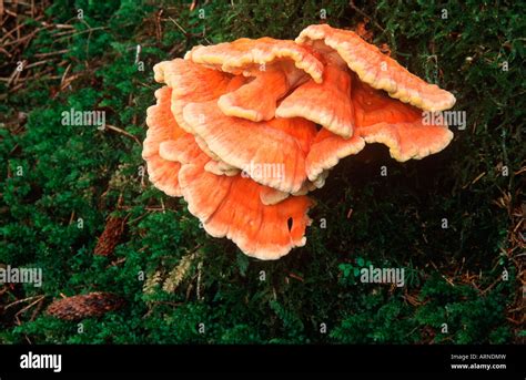 Queen Charlotte Islands Hadia Gwaii Forest Fungus British Columbia