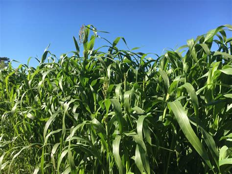 Benefits Of Sorghum Sudangrass As Companion Crop To Establish Forage