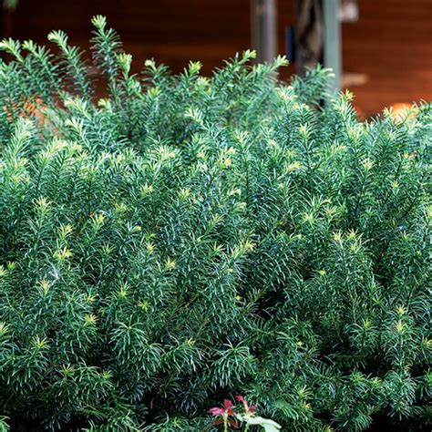 Shade-Loving Shrubs for Your Region - Fine Gardening