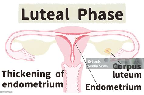 Diagramme Du Cycle Menstruel Phase Lutéale Vecteurs Libres De Droits Et