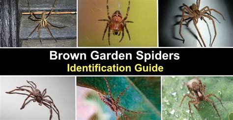 Types of Brown Garden Spiders (With Pictures) - Identification Guide 