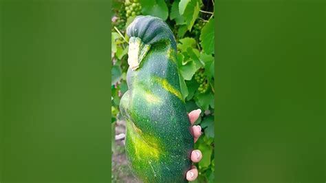 чудо природы 😍 кабачок 🦢 - YouTube