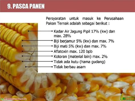 Teknologi Budidaya Jagung Hibrida