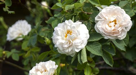 21 Beautiful White Rose Varieties to Grow This Season