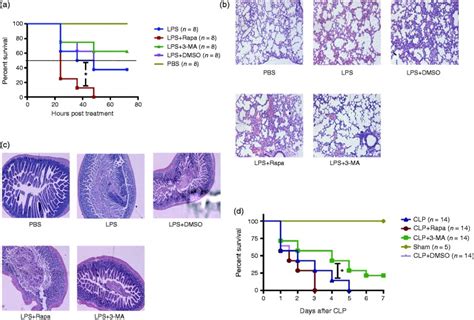 Inhibition Of Autophagy With 3 Methyladenine Is Protective In A Lethal