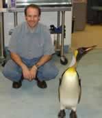 Penguins Waddle But Don't Fall: a Science Mystery. - Neatorama