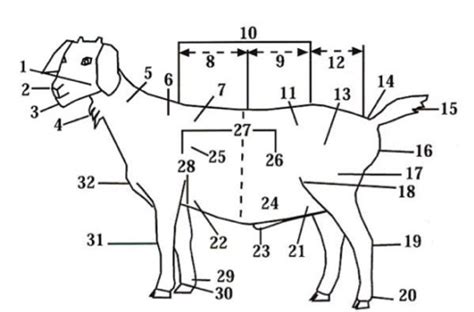 Goat Anatomy Diagram Quizlet