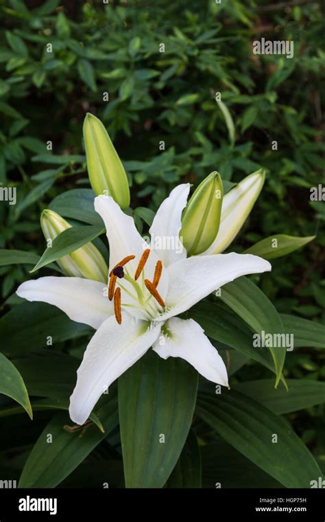 Details Planta De Lirio Blanco Abzlocal Mx