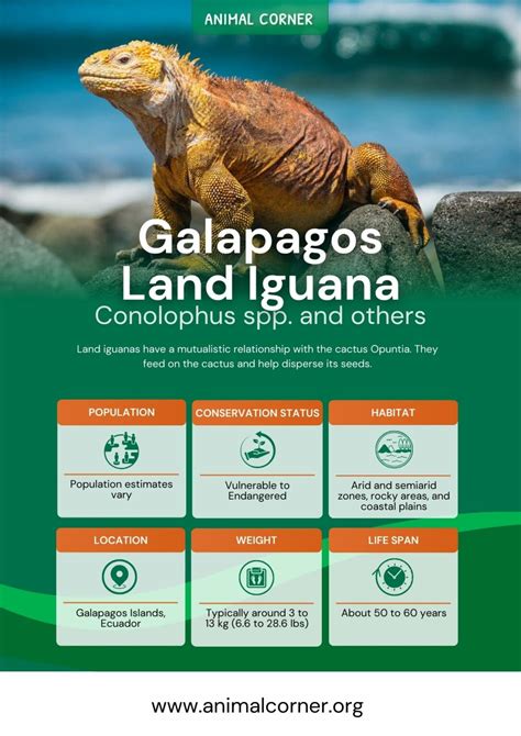 Galapagos Land Iguana - Facts, Size, Habitat & Variations