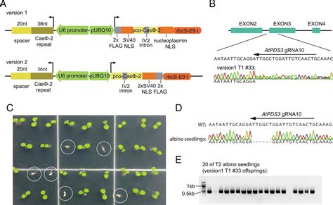 Genome editing in plants using the compact editor CasΦ PNAS