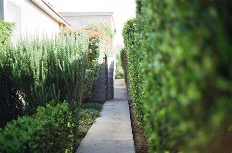 Free Images Tree Grass Lawn Sunlight Leaf Flower Green Autumn