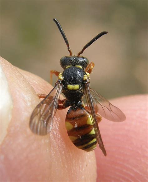 Nomada Rufipes Female Hartlebury Common Worcestershir Flickr