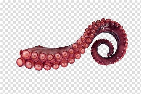 Giant Pacific octopus Squid Tentacle , others transparent background PNG clipart | Tentacle ...