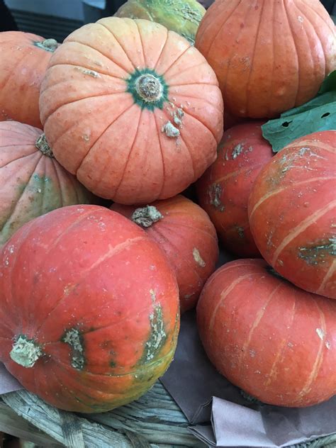 Pumpkin- Golden Nugget seeds | The Seed Collection