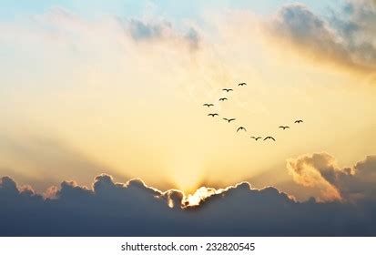 Flying Birds Sunset Background Stock Photo 629156279 | Shutterstock