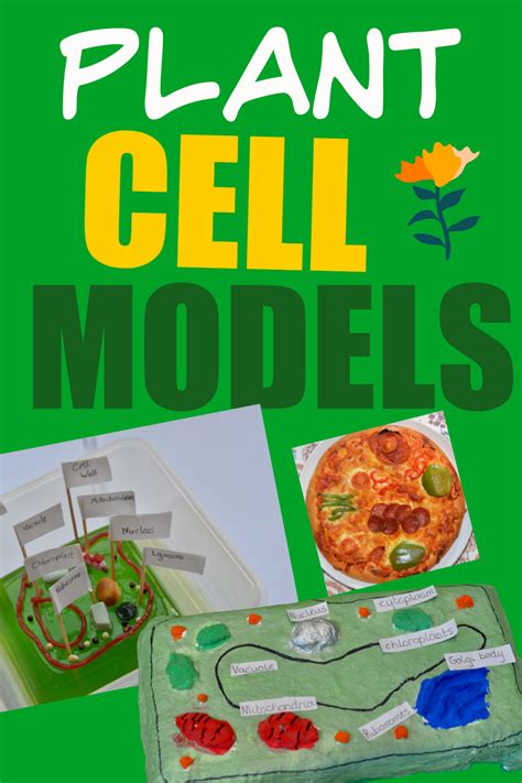 Cell Biology For Kids Easy Plant Cell Model Ideas Science