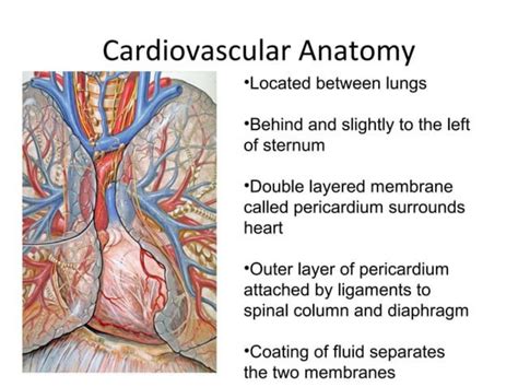 SOLUTION: Cardiovascular system anatomy - Studypool