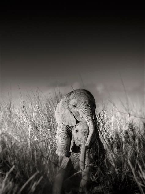 Black And White Baby Elephant Photography