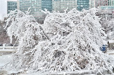 Premium Photo A Tree Covered In Ice