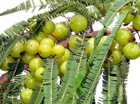 Growing Indian Gooseberry Tree In Container Nature Bring NatureBring