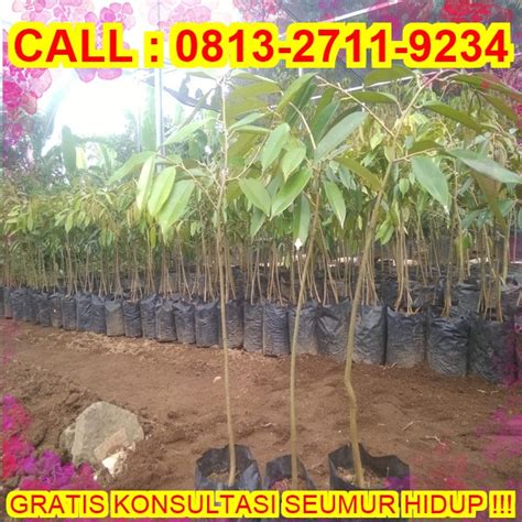 TEREKOMENDASI H Tovix CALL 0813 2711 9234 Jual Pohon Durian